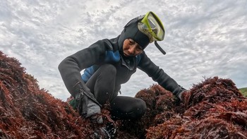 FOTO: Pemanen Rumput Laut Taiwan Kian Menua, Tradisi Terancam Hilang