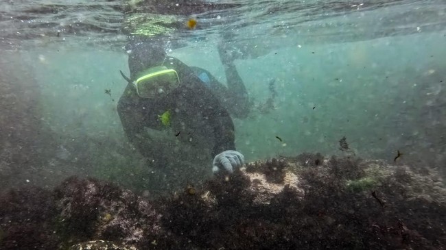 Wu Feng-chiao, 72, harvests gelidium algae, locally known as