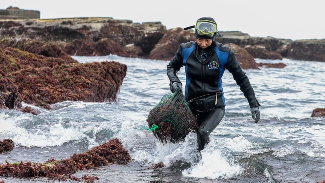 Wu Feng-chiao, 72, carries a freshly harvested load of gelidium algae, locally known as