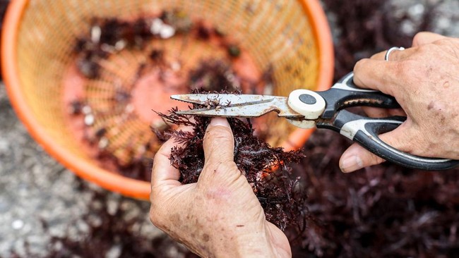 Wu Feng-chiao, 72, removes debris and other impurities from freshly harvested gelidium algae, locally known as