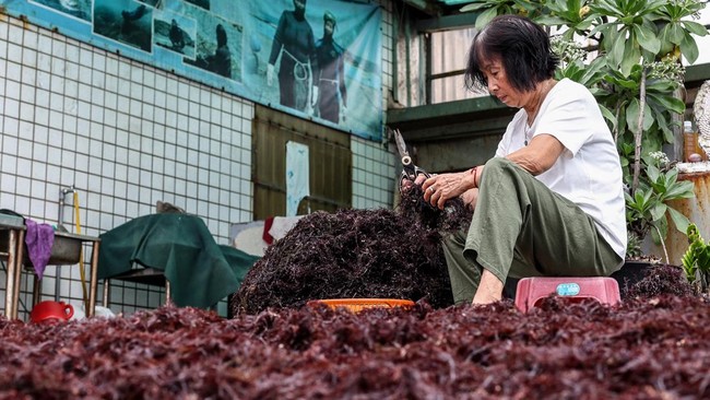 Wu Feng-chiao, 72, trims debris and other impurities from freshly harvested gelidium algae, locally known as