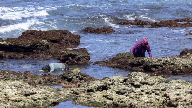 Seawomen search for gelidium algae, locally known as