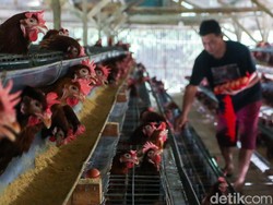 Hilirisasi Ayam Terintegrasi Dimulai Juli Tahun Depan