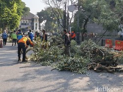 Pohon Tumbang di Depan Museum Kota Bandung, Jalan Aceh Ditutup