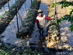 Cerita Petani Padi Beralih ke Mentimun Hadapi Musim Kemarau
