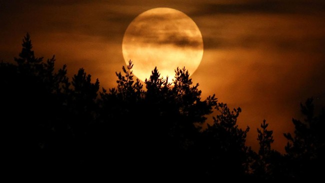 Bulan purnama bulan Juni, yang dikenal sebagai Strawberry Moon, terbit di atas sebuah danau dekat Marksewo, Polandia, pada 29 Juni 2026. (REUTERS/Kacper Pempel)