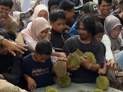 Momen Festival Durian Enrekang Ricuh hingga Pengunjung Rebutan Buah