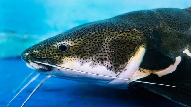 Ikan Lele Bikin Pening Trump, Amerika Bayar Pemburu Rp 26,9 Juta/Orang