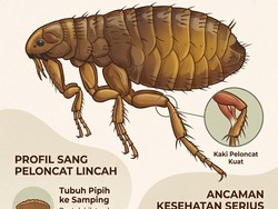 Infografis: Pinjal Beda dengan Kutu, Bahaya bagi Manusia?