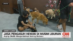 Jasa Pengasuh Hewan di Musim Liburan