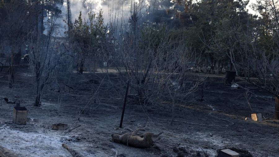 Mayat seekor anjing nan gosong terbakar tergeletak di tengah puing-puing setelah kebakaran rimba di dekat desa Liti, Thessaloniki, Yunani, 30 Juni 2026.