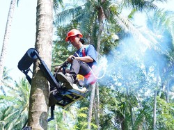 Dosen ITS Buat Inovasi Alat Panjat Pohon Kelapa, Panen Lebih Mudah dan Aman!
