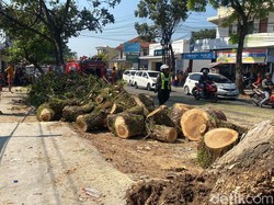 Empat Orang Dilarikan ke RS Usai Tertimpa Pohon di Cianjur