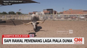 VIDEO: Sapi Ramal Pemenang Laga Piala Dunia
