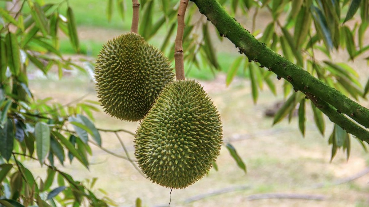 Dulu Jual Durian Kini Bisnis AI, CEO Perusahaan Terancam Dicopot