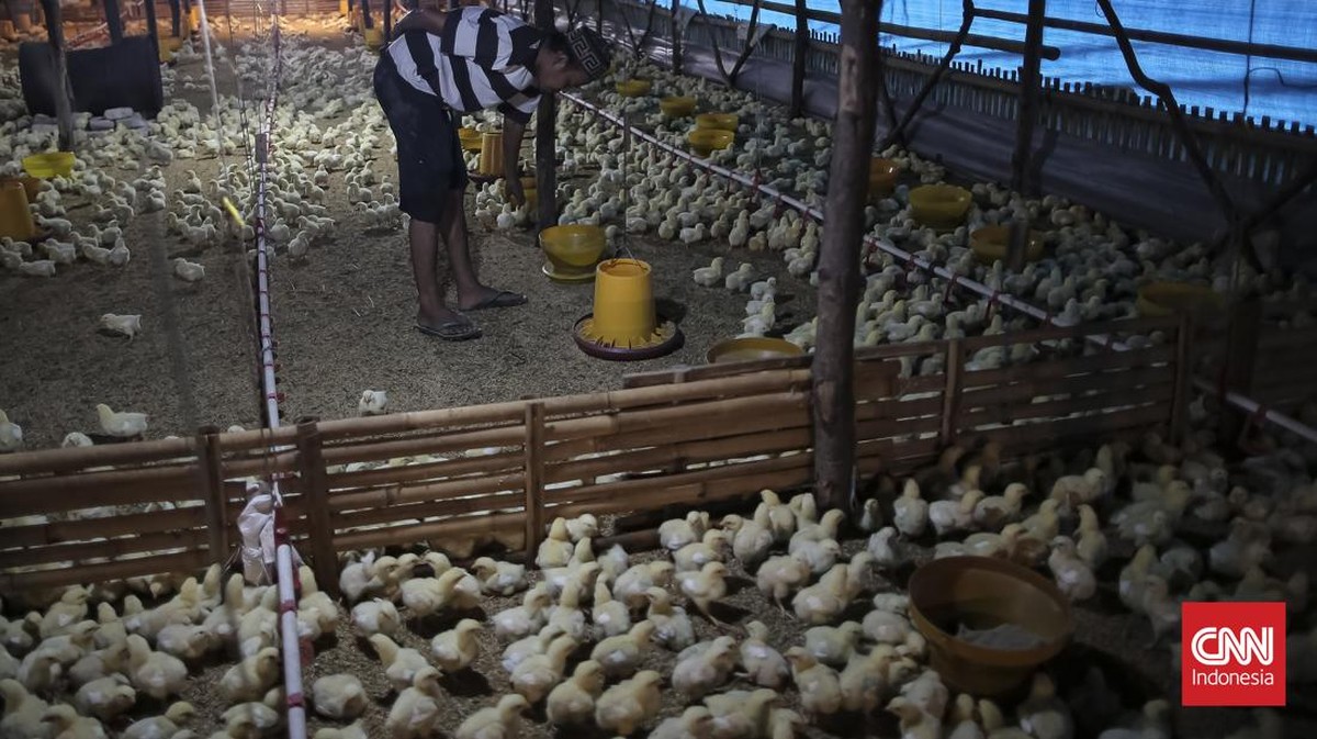 Peternak membawa wadah berisi pakan untuk diberikan ke ayam di salah satu peternakan ayam tertutup di Jatiwaringin, Kabupaten Tangerang, Banten, Kamis (2/7)). (CNN Indonesia/Adhi Wicaksono)