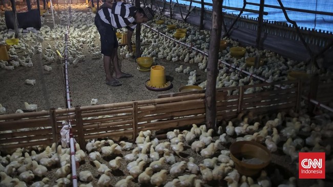 Peternak membawa wadah berisi pakan untuk diberikan ke ayam di salah satu peternakan ayam tertutup di Jatiwaringin, Kabupaten Tangerang, Banten, Kamis (2/7)). (CNN Indonesia/Adhi Wicaksono)