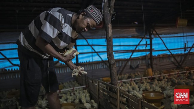 Peternak membawa wadah berisi pakan untuk diberikan ke ayam di salah satu peternakan ayam tertutup di Jatiwaringin, Kabupaten Tangerang, Banten, Kamis (2/7). (CNN Indonesia/Adhi Wicaksono)