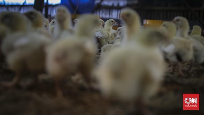 Peternak membawa wadah berisi pakan untuk diberikan ke ayam di salah satu peternakan ayam tertutup di Jatiwaringin, Kabupaten Tangerang, Banten, Kamis (2/7). (CNN Indonesia/Adhi Wicaksono)