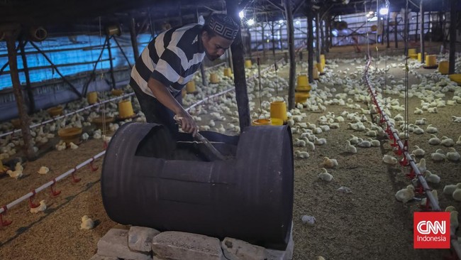 Peternak membawa wadah berisi pakan untuk diberikan ke ayam di salah satu peternakan ayam tertutup di Jatiwaringin, Kabupaten Tangerang, Banten, Kamis (2/7)). (CNN Indonesia/Adhi Wicaksono)