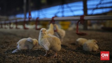 Harga Ayam Naik, Peternak Ungkap Biang Keroknya