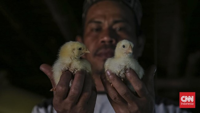 Peternak membawa wadah berisi pakan untuk diberikan ke ayam di salah satu peternakan ayam tertutup di Jatiwaringin, Kabupaten Tangerang, Banten, Kamis (2/7). (CNN Indonesia/Adhi Wicaksono).