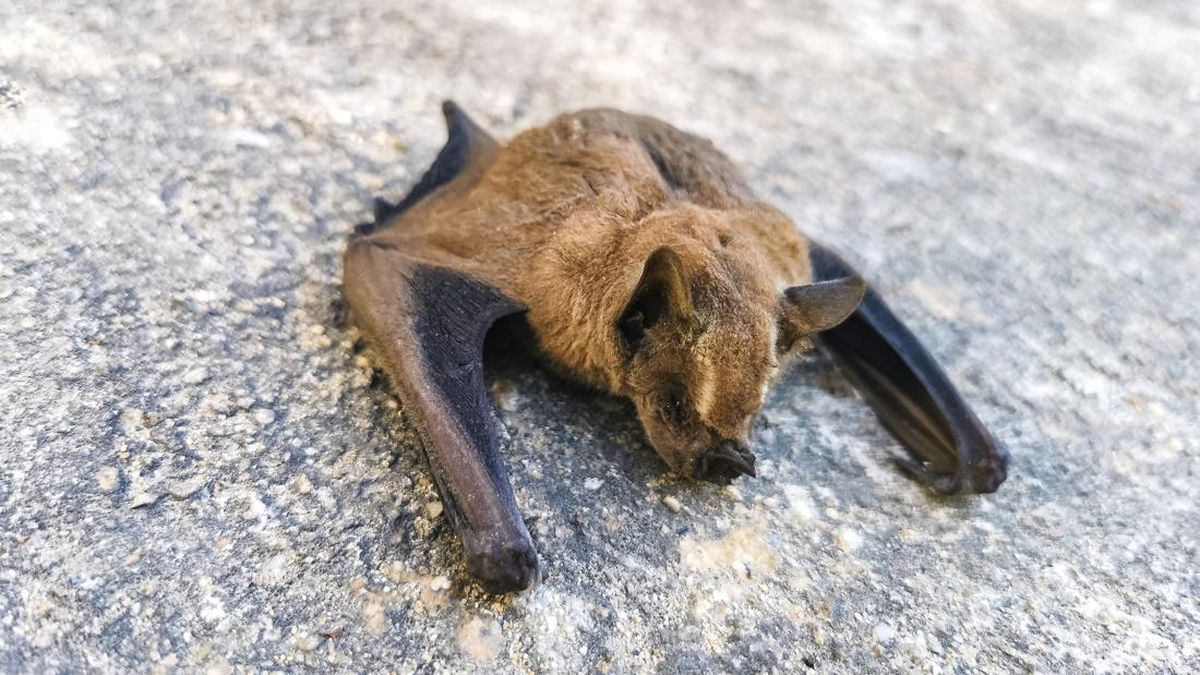 TN di AS Cari Remaja Usai Pegang Bangkai Kelelawar, Khawatir Rabies