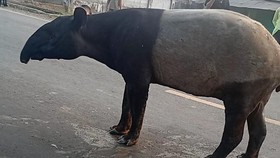 Tapir Nyasar di Mesuji Lampung Disembelih Warga, 4 Orang Ditangkap