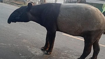 Kemunculan Tapir di Jalinsum Lampung Jadi Sorotan Warganet
