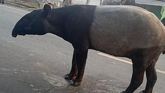 Tapir Nyasar di Mesuji Lampung Disembelih Warga, 4 Orang Ditangkap