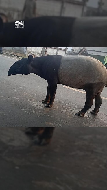 Kemunculan Tapir di Jalinsum Lampung Jadi Sorotan Warganet