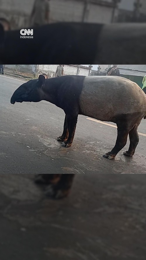 Kemunculan Tapir di Jalinsum Lampung Jadi Sorotan Warganet