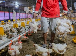 Ayam di Pasar Rp 40.000/Kg, Harga di Kandang Cuma Segini