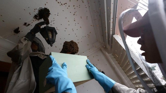 Bee rescuers Clarence Chua and Jian Ping remove a bee nest from a light fixture at a public housing apartment in Singapore, May 15, 2026. REUTERS/Edgar Su     TPX IMAGES OF THE DAY