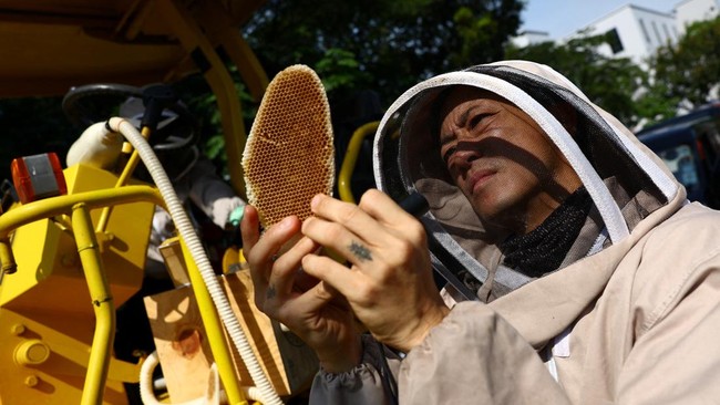 Bee rescuer looks for eggs in a honeycomb removed from a bee nest found under the driver’s seat of a steamroller in Singapore, May 5, 2026. REUTERS/Edgar Su
