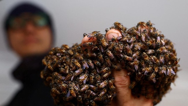 Bee rescuer Clarence Chua holds a fistful of honey bees after removing them from a nest in a public housing apartment in Singapore, May 15, 2026. REUTERS/Edgar Su     TPX IMAGES OF THE DAY