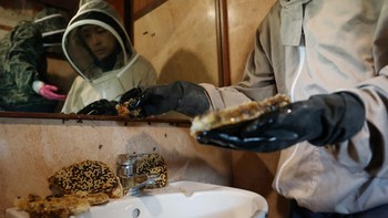 Bee rescuers Clarence Chua and teammate Marie James remove honeycombs from a bee nest hidden behind the bathroom wall panels of a house in Singapore, May 28, 2026. REUTERS/Edgar Su