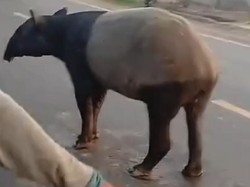 Viral Tapir Keliaran di Jalinsum Lampung, BKSDA Cek Lokasi
