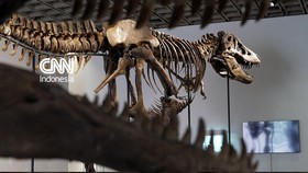 Sebuah kerangka Tyrannosaurus rex sepanjang 11 meter akan dilelang di Sotheby's, New York, Amerika Serikat.