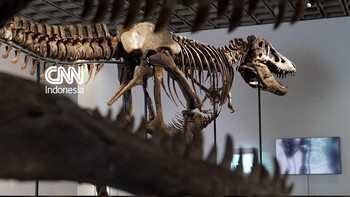 Sebuah kerangka Tyrannosaurus rex sepanjang 11 meter akan dilelang di Sotheby's, New York, Amerika Serikat.