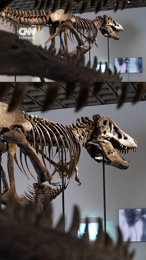 Sebuah kerangka Tyrannosaurus rex sepanjang 11 meter akan dilelang di Sotheby's, New York, Amerika Serikat.