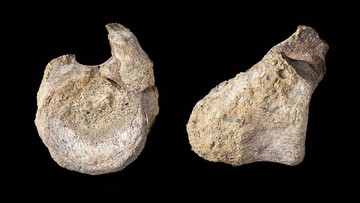 Fosil Dinosaurus Pertama Antartika Tersimpan di Laci Puluhan Tahun