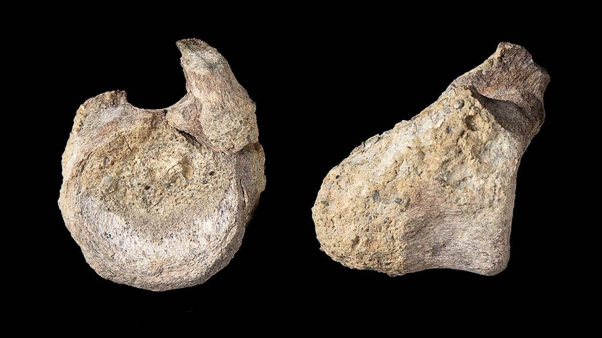 Fosil Dinosaurus Pertama Antartika Tersimpan di Laci Puluhan Tahun