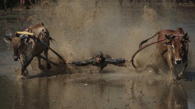 A jockey balances on a wooden plough adapted for the race, sometimes holding and biting the tails of two bulls to steer them through a flooded paddy field, during Pacu Jawi, a traditional bull racing event, in Simabur village, Tanah Datar Regency, We