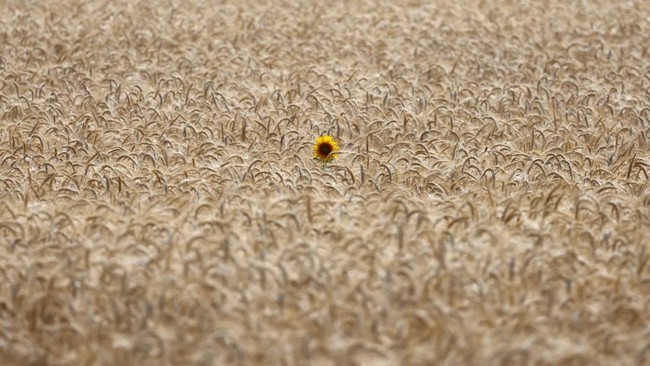 A lone sunflower stands in a field of grain in Loretz-d'Argenton, western France, June 25, 2026. REUTERS/Stephane Mahe