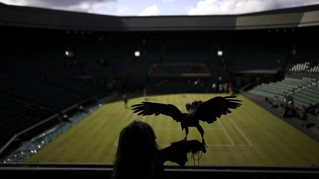 Rufus the Harris's hawk stands on the fist of falconer Donna Davis on the third day of the 2026 Wimbledon Championships at The All England Lawn Tennis and Croquet Club in Wimbledon, southwest London, on July 1, 2026. (Photo by Henry NICHOLLS / AFP) /