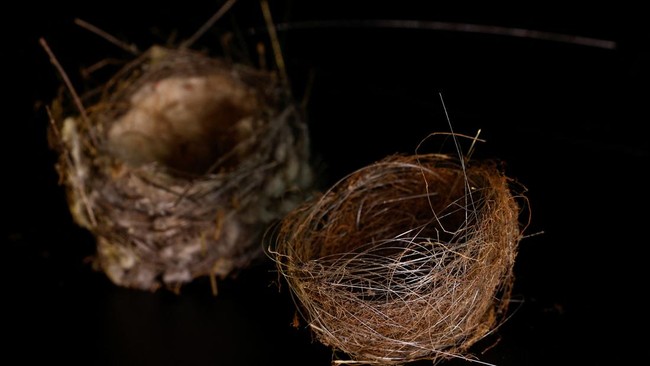 Hrynko mengatakan para peneliti belum mengetahui jenis burung yang membuat sarang tersebut maupun bagaimana mereka mengumpulkan kabel-kabel panjang itu. (REUTERS/Valentyn Ogirenko)