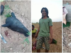 Video: Tapir yang Nyasar di Mesuji Disembelih Warga, Polisi Buru Pelaku