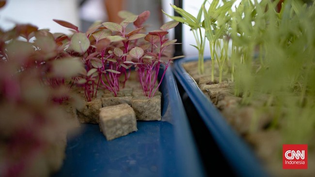 Dinas Ketahanan Pangan, Kelautan, dan Pertanian (KPKP) Provinsi DKI Jakarta menggelar Festival Urban Farming 2026 di Istora Senayan, Jakarta.