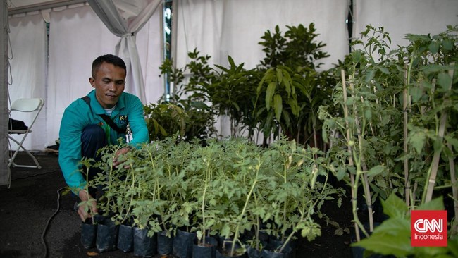 Dinas Ketahanan Pangan, Kelautan, dan Pertanian (KPKP) Provinsi DKI Jakarta menggelar Festival Urban Farming 2026 di Istora Senayan, Jakarta.